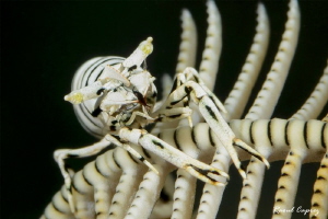 Crinoid friend by Raoul Caprez 